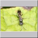 Alysson spinosus - Grabwespe m02 6mm.jpg